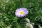 Single violet flower of Erigeron speciosus