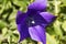 Single violet flower of Platycodon grandiflorus in the garden, close up