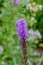 Single violet liatris / blazing star blossom with a bee on natural garden meadow background