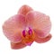 Single violet orchid flower
