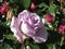 Single violet rose flower with red roses around in spring