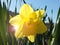 A single vivid bright yellow daffodil blooming in spring against a bright blue sky with spring sunlight