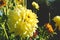 Single vivid dahlia Yellow Star variety under soft sunset light growing outside in open air district garden