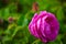 Single vivid pink rose and green background outdoor garden