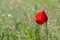 Single vivid red corn poppy growing in a field