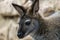 Single wallaby kangaroo close up