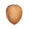 Single walnut in shell isolated