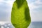 A single walnut tree leaf in front of sky and shimmering sea.