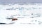 A single walrus rests on the pack ice off the coast of Svalbard