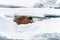 A single walrus rests on the pack ice off the coast of Svalbard, close up