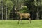 A single wapiti in a field