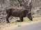 Single Warthog Phacochoerus africanus kneeling