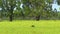 Single water buffalo laying in field