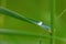 Single water drop on a grass blade