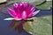 Single water lily