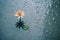 a single water lily floating in a puddle of water