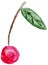 Single watercolor drawing of a ripe cherry berry with leaf