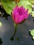 Single waterlily in a pond
