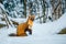 Single weasel sitting at snow field