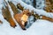 Single weasel sitting at snow field