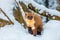 Single weasel sitting at snow field