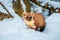 Single weasel sitting at snow field