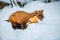 Single weasel sitting at snow field