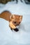 Single weasel sitting at snow field