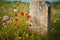 a single, weathered gravestone in a field of wildflowers