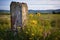 a single, weathered gravestone in a field of wildflowers