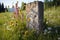 a single, weathered gravestone in a field of wildflowers