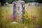 a single, weathered gravestone in a field of wildflowers