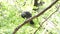 Single western jackdaw - Corvus monedula - eating food on tree branch on green leaves background.