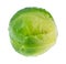 single wet ripe brussels sprout cutout on white