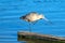 Single Whimbrel shorebirds in Ventura estuary preserve in California USA