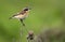 Single Whinchat bird on a dry plant in spring period