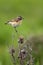 Single Whinchat bird on a dry plant in spring period