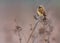 Single Whinchat bird on a stem in spring