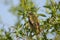 Single Whinchat bird on a tree branch during a spring period