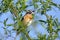 Single Whinchat bird on a tree branch during a spring period