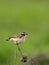 Single Whinchat bird on a wooden fence stick during a spring per