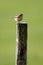 Single Whinchat bird on a wooden fence stick during a spring period