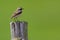 Single Whinchat on a wooden fence stick during spring season