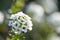 Single white Alyssum flower, part of the Brassicaceae family. with dew