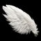 Single White Angelic Wing on Dark Background