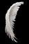 Single White Angelic Wing on Dark Background