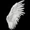 Single White Angelic Wing on Dark Background