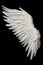 Single White Angelic Wing on Dark Background