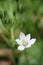 Single white bloodroot bloom among buds