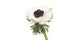 Single white blooming anemone flower